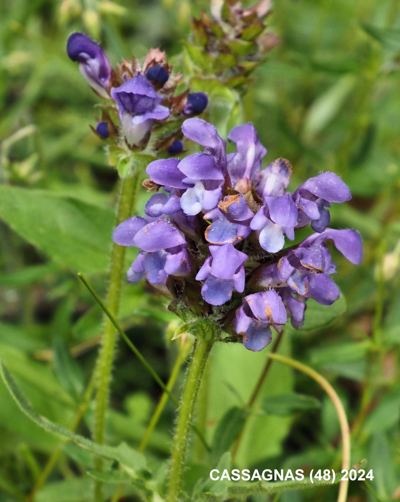 Self-Heal, Large flower